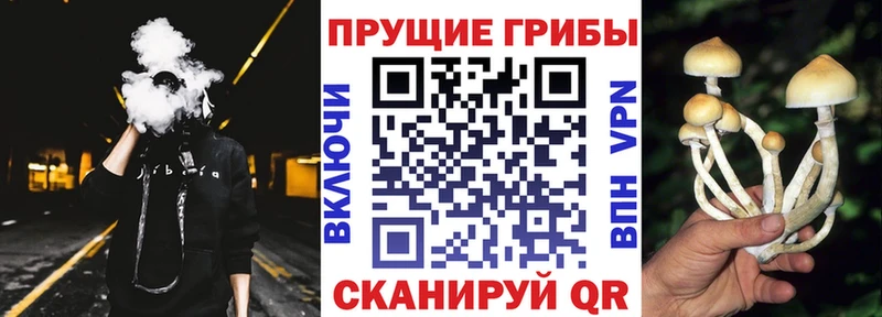 Галлюциногенные грибы прущие грибы  купить наркотики цена  Вологда 